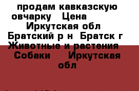 продам кавказскую овчарку › Цена ­ 2 000 - Иркутская обл., Братский р-н, Братск г. Животные и растения » Собаки   . Иркутская обл.